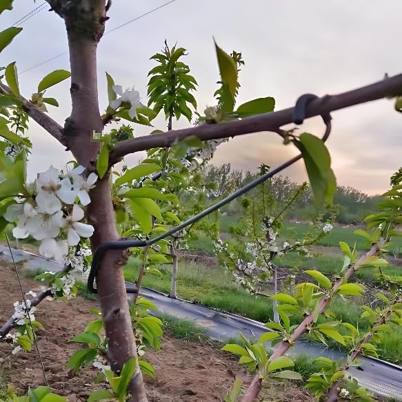 조절 가능한 과일나무 가지 성형기 (측면 가지 굽힘 및 - Bonsai Garden Plants 리뷰 및 가격